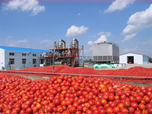 Tomato-plant-general