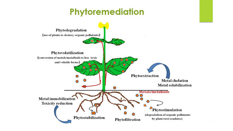 phytoremediation-1-